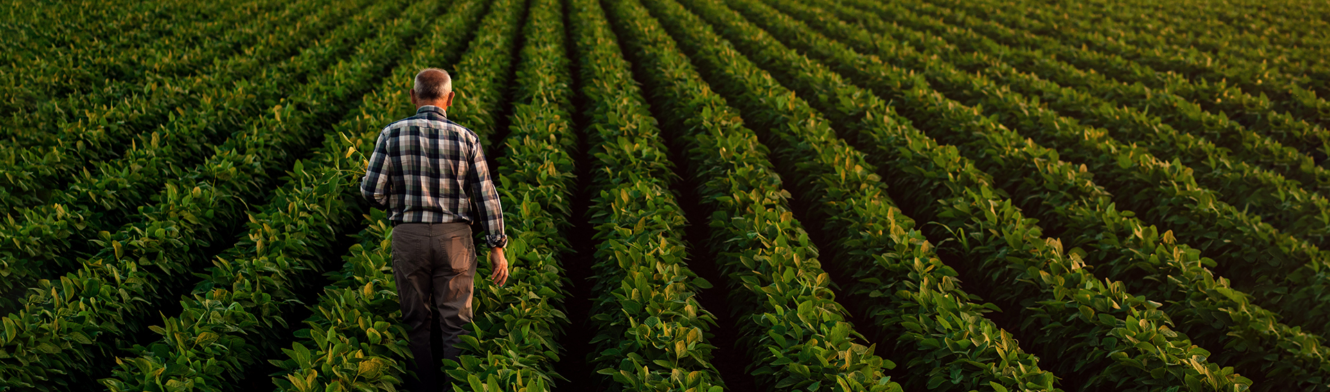 farmer in soybean field